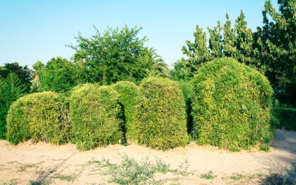 Bamboo Hedge Removal in Merced