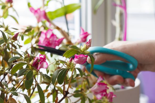 Azalea Pruning in Merced