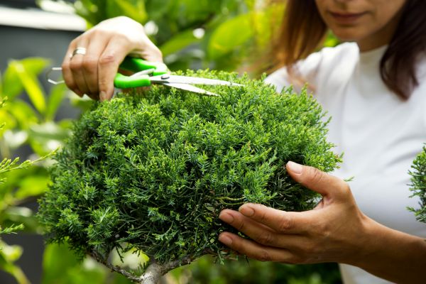 Juniper Shrub Pruning in Merced