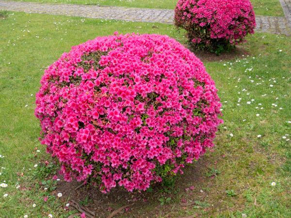 Rhododendron Pruning in Merced