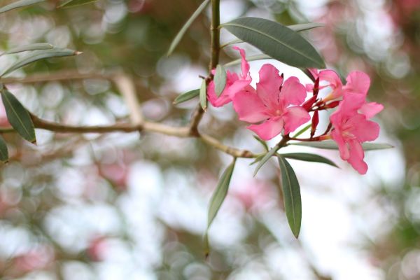 Oleander Removal in Merced