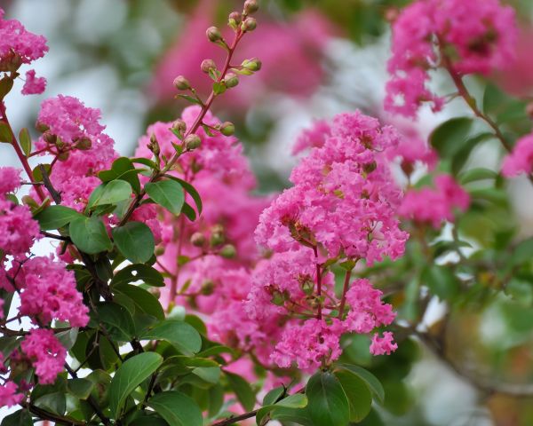 Crepe Myrtle Removal in Merced