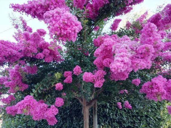 Crape Myrtle Pruning in Merced
