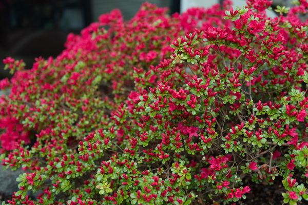 Weigela Removal Service in Merced