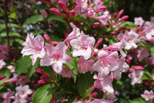 Weigela Pruning Service in Merced