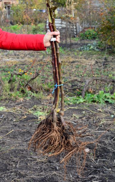 Shrub Root Removal in Merced