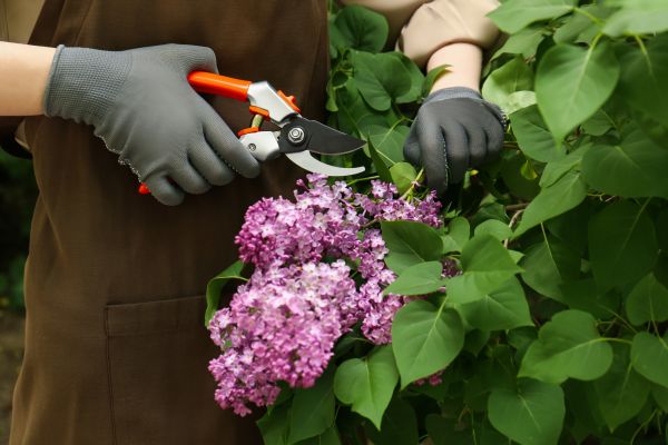Lilac Pruning Service in Merced