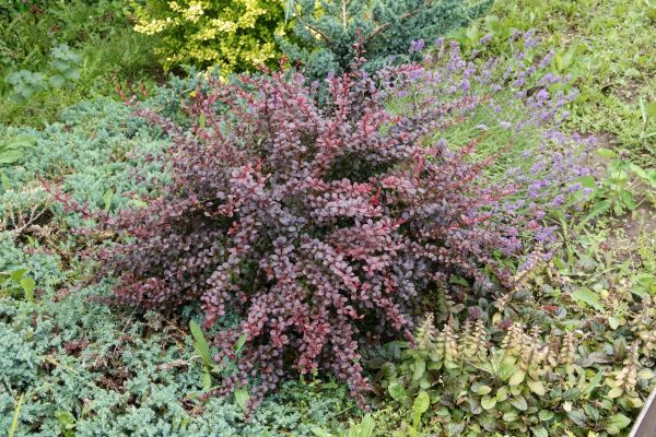 Japanese Barberry Removal in Merced