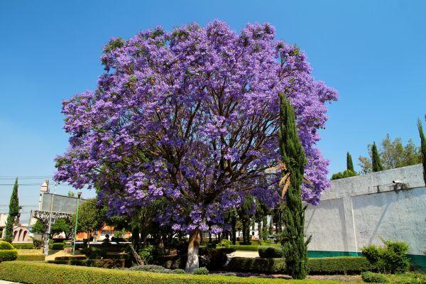 Jacaranda Pruning in Merced