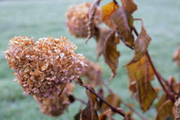 Hydrangea Removal in Merced