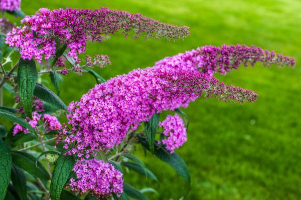 Butterfly Bush Removal in Merced