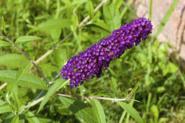 Butterfly Bush Pruning in Merced