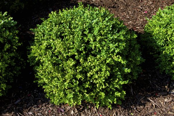 Boxwood Removal in Merced