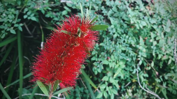 Bottlebrush Pruning in Merced