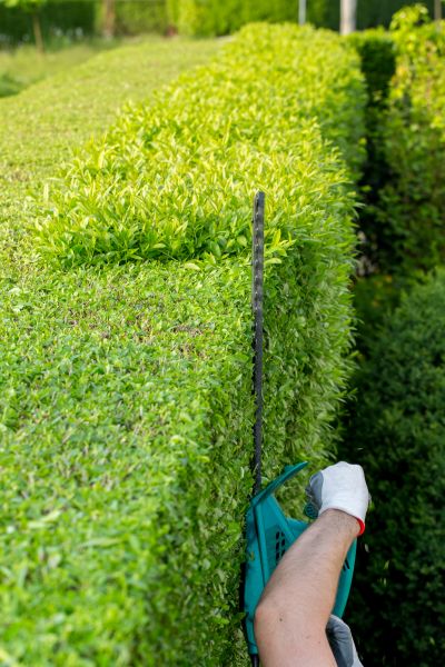 Hedge Trimming in Merced